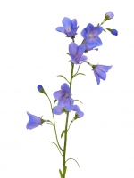 Campanula met 8 bloemen, 66cm blauw